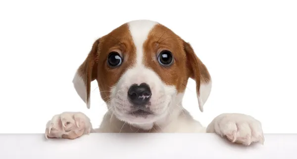 Jack Russell Terrier cucciolo, 2 mesi, seduto davanti allo sfondo bianco — Foto Stock