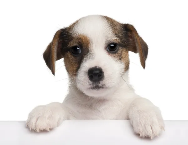 Jack Russell Terrier filhote de cachorro, 2 meses, saindo de uma caixa na frente do fundo branco — Fotografia de Stock