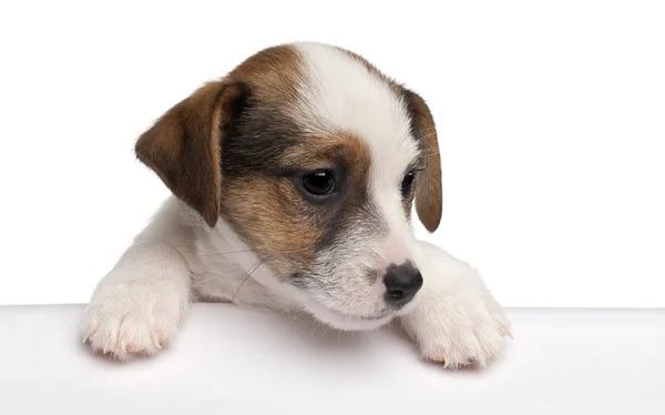 Chiot Jack Russell Terrier, 2 mois, sortant d'une boîte devant fond blanc — Photo