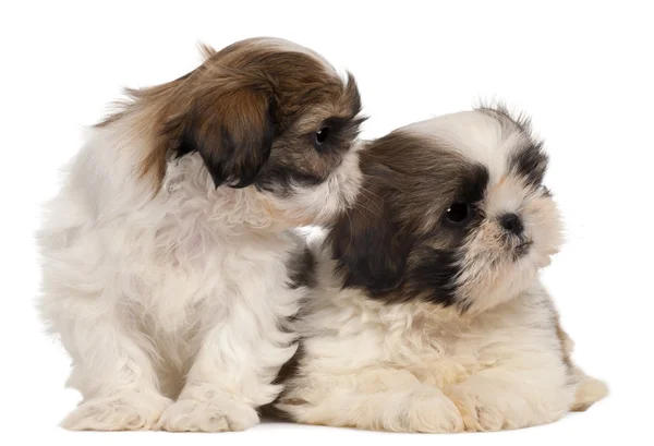Two Shih-tzus in front of white background — Stock Photo, Image