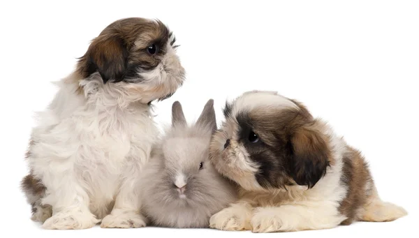 Two Shih-tzus playing with rabbit in front of white background — Stock Photo, Image