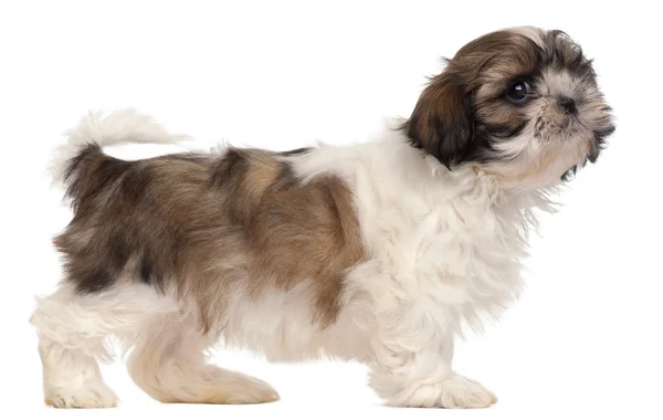 Brown and white Shih-tzu standing in front of white background — Stock Photo, Image