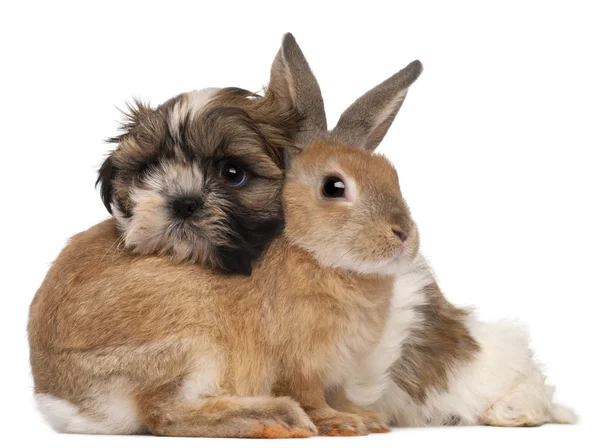 Shih-tzu und Kaninchen vor weißem Hintergrund — Stockfoto