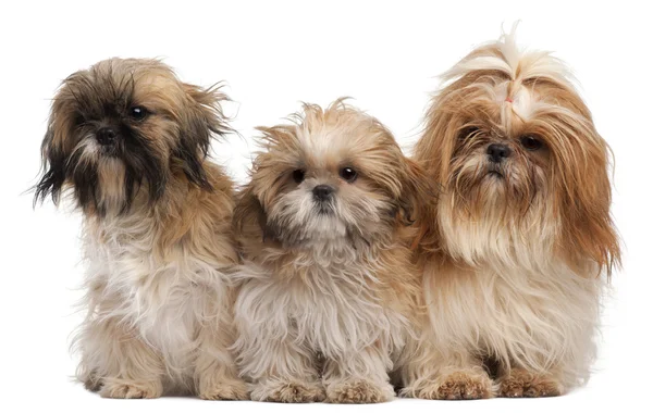 Three Shih-tzus in front of white background — Stock Photo, Image