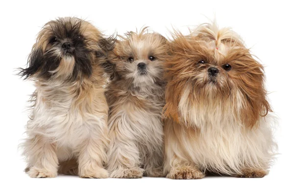 Three Shih-tzus with windblown hair in front of white background — ストック写真