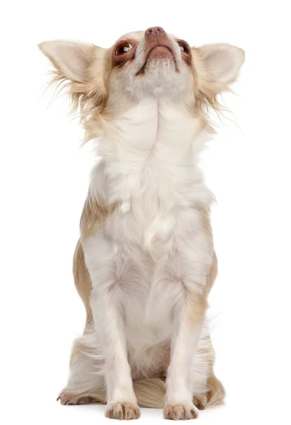 Chihuahua regardant vers le haut devant fond blanc — Photo