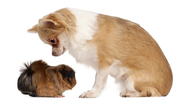 Chihuahua, patrząc na świnkę przed białym tle — Zdjęcie stockowe
