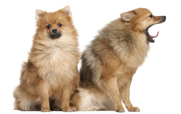 Two Spitz dogs, 1 year old, sitting in front of white background — Stock Photo, Image