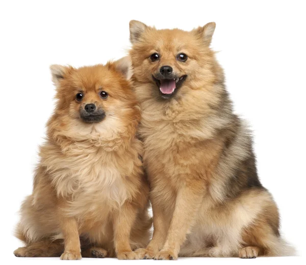 Two Spitz dogs, 1 year old, sitting in front of white background — Stock Photo, Image