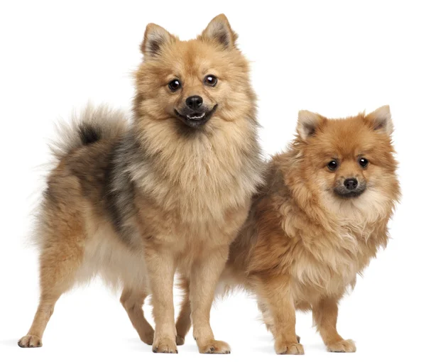 Two Spitz dogs, 1 year old, standing in front of white background — Stock Photo, Image