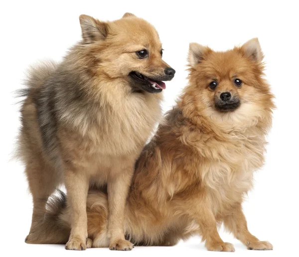 Two Spitz dogs, 1 year old, in front of white background — Stock Photo, Image
