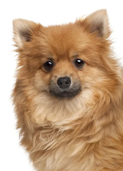 Spitz pes, 1 rok stará, před bílým pozadím — Stock fotografie