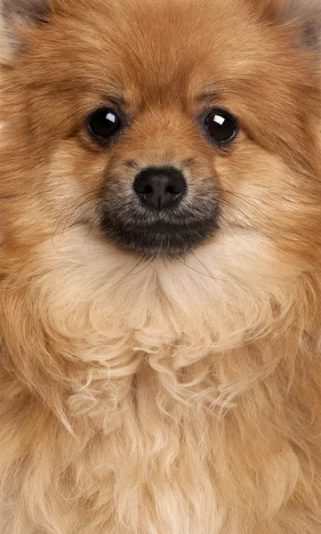 Крупный план собаки Шпиц, 1 год — стоковое фото