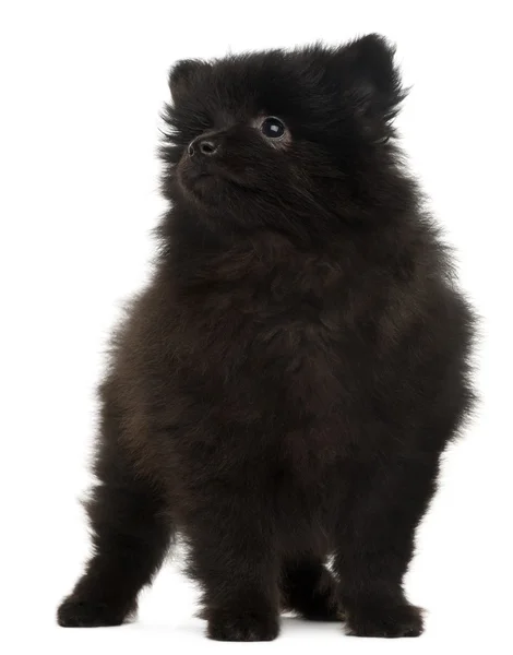 Spitz puppy, 2 months old, standing in front of white background — Stock Photo, Image