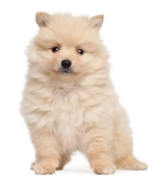 Spitz puppy, 2 months old, sitting in front of white background — Stock Photo, Image