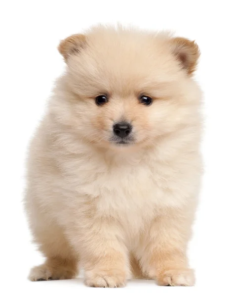 Spitz pup, 2 maanden oud, zitten in de voorkant van witte achtergrond — Stockfoto