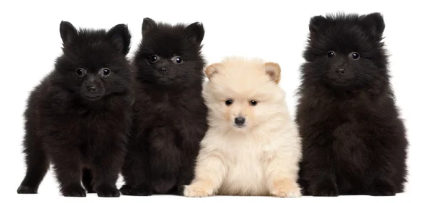 stock image Four Spitz puppies, 2 months old, in front of white background