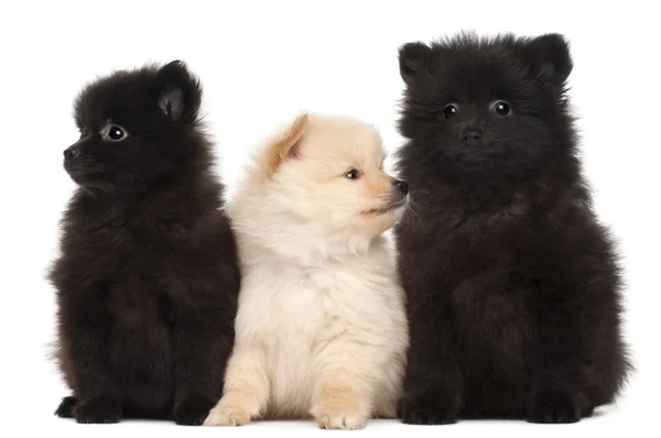 Tres cachorros Spitz, de 2 meses de edad, frente al fondo blanco — Foto de Stock