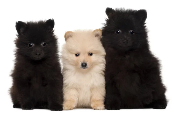 Drie spitz puppy, 2 maanden oud, voor witte achtergrond — Stockfoto