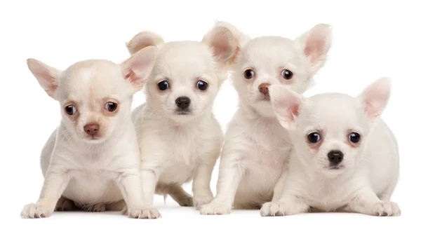 Tre cuccioli di Chihuahua, di 2 mesi, davanti a uno sfondo bianco — Foto Stock