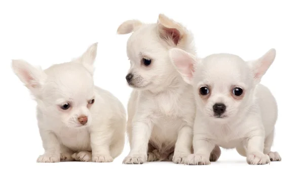 Drie chihuahua puppies, 2 maanden oud, voor witte achtergrond — Stockfoto