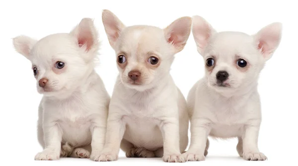 Tres cachorros Chihuahua, de 2 meses de edad, frente al fondo blanco — Foto de Stock