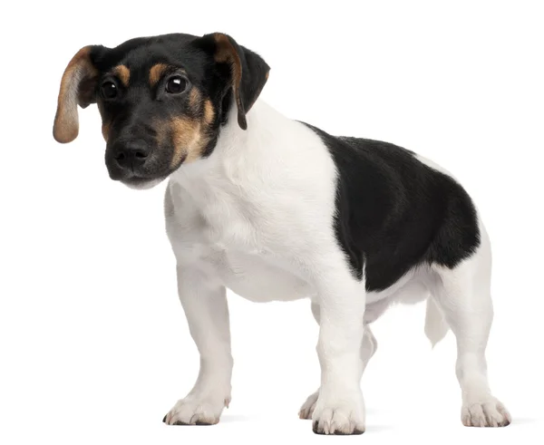 Jack Russell Terrier puppy, 5 months old, standing in front of white background — Stock Photo, Image