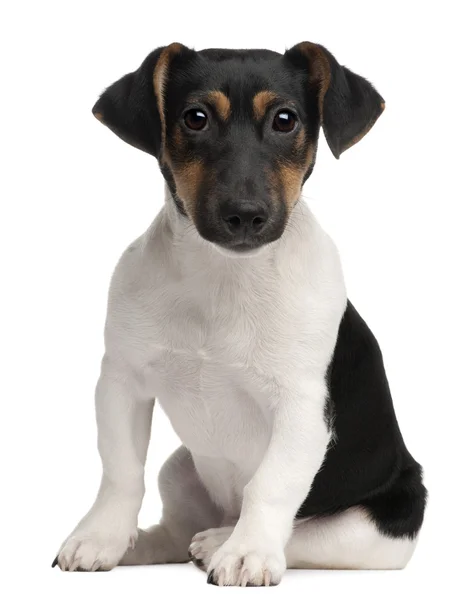 Jack russell teriér štěně, 5 měsíců starý, stojící před bílým pozadím — Stock fotografie