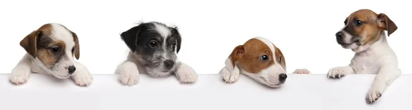 Jack Russell Terrier cachorros, 2 meses, saindo de uma caixa na frente do fundo branco — Fotografia de Stock