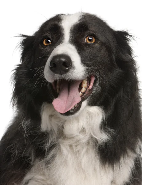 Close-up of Border Collie panting, 5 years old, in front of white background — Stock Photo, Image