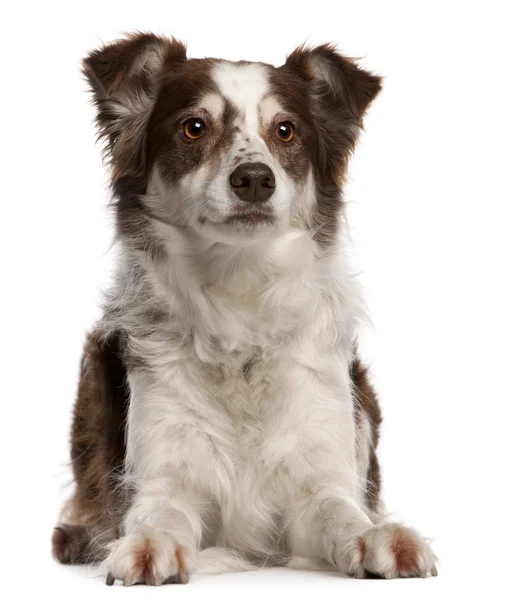 Border Collie, 8 months old, sitting in front of white background — Stock Photo, Image