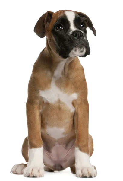 Boxer puppy, 3 months old, sitting in front of white background — Stock Photo, Image