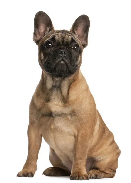 French bulldog puppy, 4 months old, sitting in front of white background — Stock Photo, Image