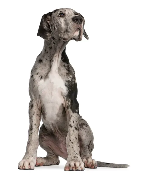 Německá doga štěně, 3 měsíce starý, sedící před bílým pozadím — Stock fotografie