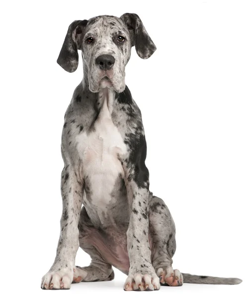Gran cachorro danés, 3 meses de edad, sentado frente al fondo blanco —  Fotos de Stock