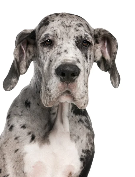Great Dane puppy, 3 months old, sitting in front of white background — Stock Photo, Image