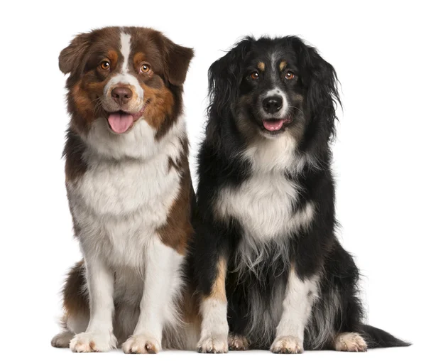 Australian Shepherd dogs, 3 years old and 18 months old, sitting in front of white background — Stock Photo, Image