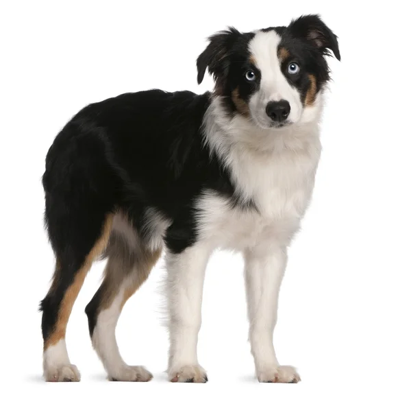 Australian Shepherd puppy, 5 months old, standing in front of white background — Stock Photo, Image