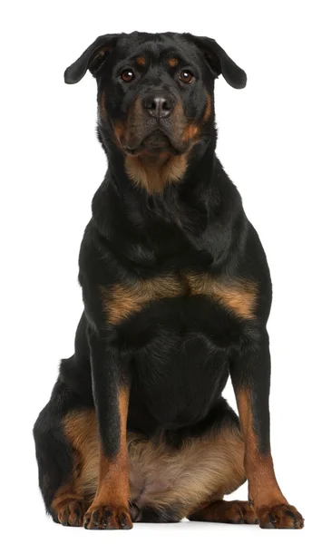 Fehér háttér előtt ülve, Rottweiler — Stock Fotó