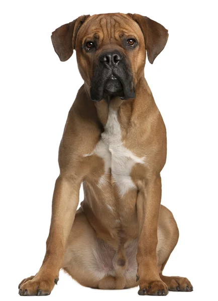 Cane Corso, 9 months old, sitting in front of white background — Stock Photo, Image