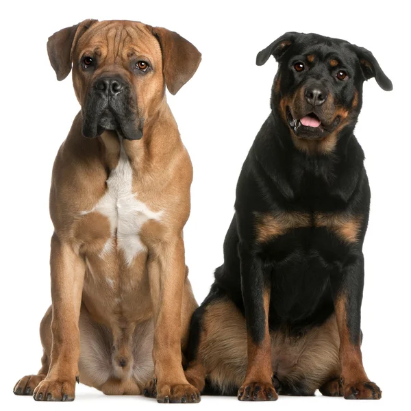 stock image Cane Corso, 9 months old, and a Rottweiler sitting in front of white background