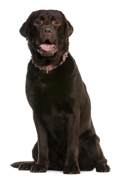 Labrador Retriever, 4 years old, sitting in front of white background — Stock Photo, Image