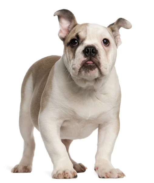 Bulldog inglés, de 4 meses de edad, de pie frente al fondo blanco — Foto de Stock