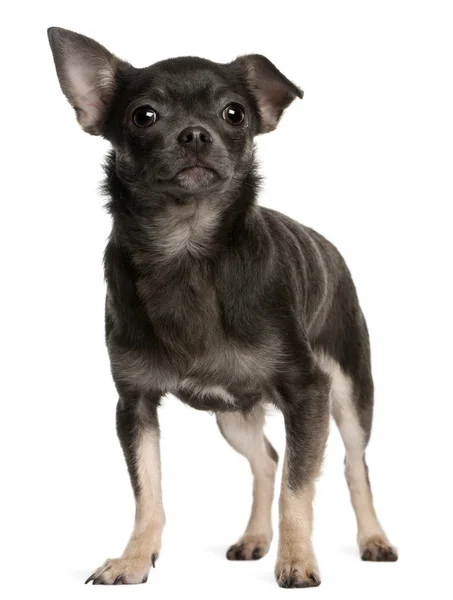 Chihuahua, 1 jaar oud, staande voor de witte achtergrond — Stockfoto
