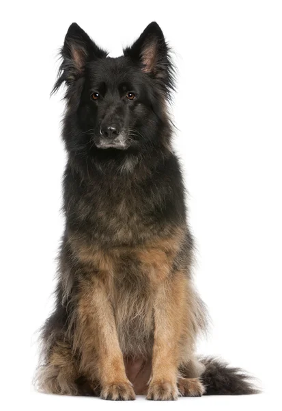 Schæferhund sidder foran hvid baggrund - Stock-foto