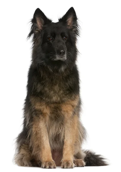 Schæferhund stående foran hvid baggrund - Stock-foto