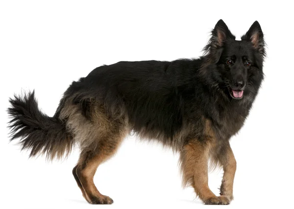 German Shepherd standing in front of white background — Stock Photo, Image