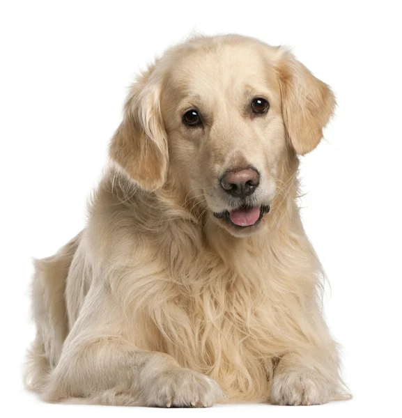 Złoty pies myśliwski, 7 lat, siedzący z przodu białe tło — Zdjęcie stockowe