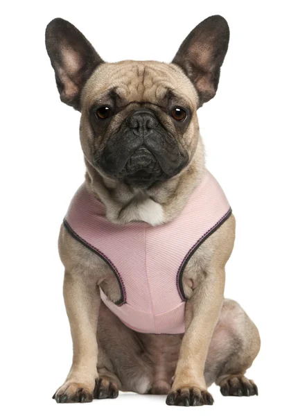 Bulldog francés vestido de rosa, 18 meses de edad, sentado frente al fondo blanco —  Fotos de Stock