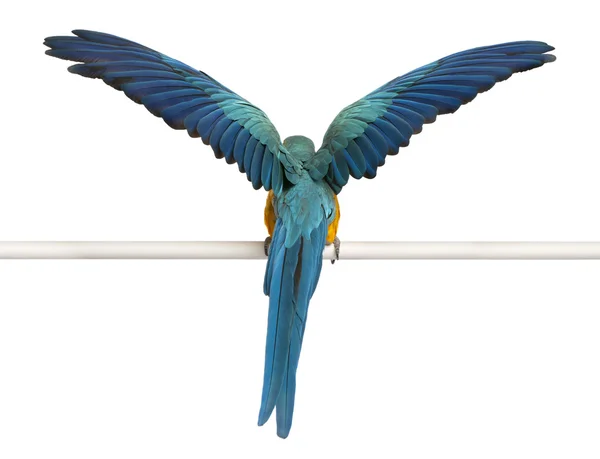 Rückansicht von blauem und gelbem Ara, ara ararauna, sitzend und flatternden Flügeln vor weißem Hintergrund — Stockfoto
